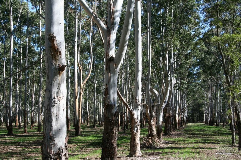 A stand of gum trees at Box Hill