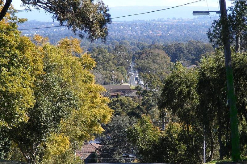 A street falling away from Black Charlie's Hill at Condell Park, rooftops among heavy tree cover