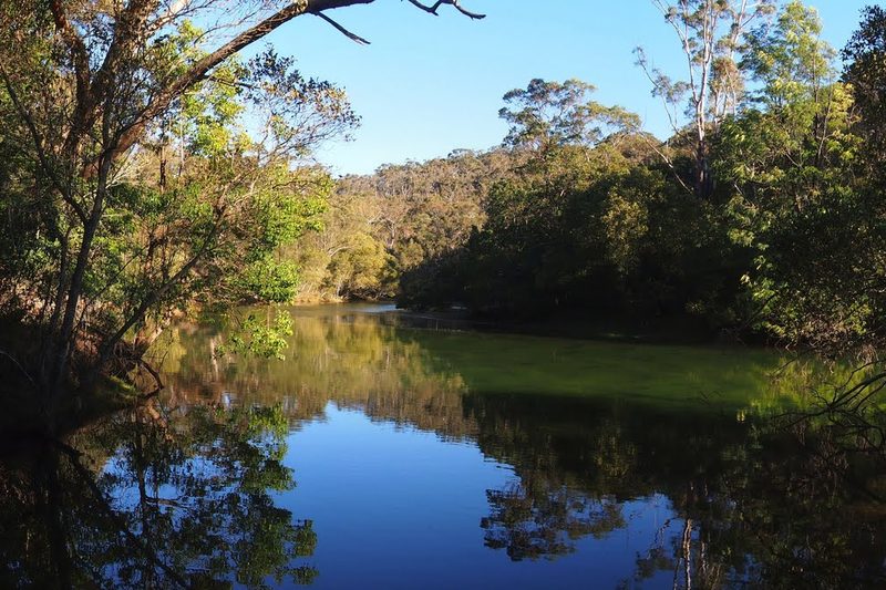 Bushland along a still inlet of Middle Harbour in the national park bordering Davidson