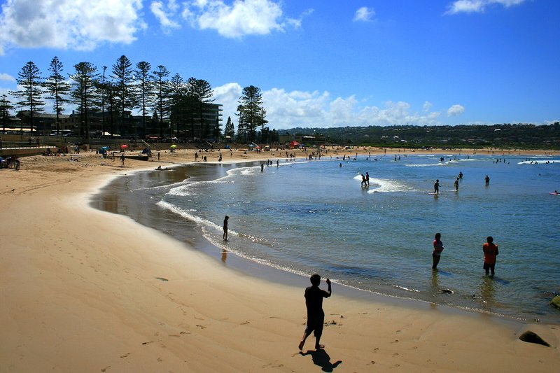 Dee Why beach curving north past the Norfolk pines and beachfront buildings