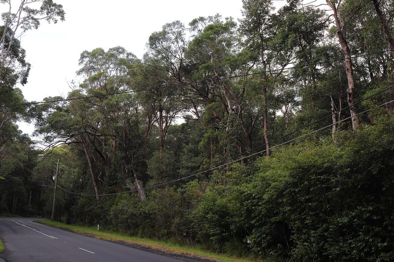 Bushland along Booralie Road at Duffys Forest