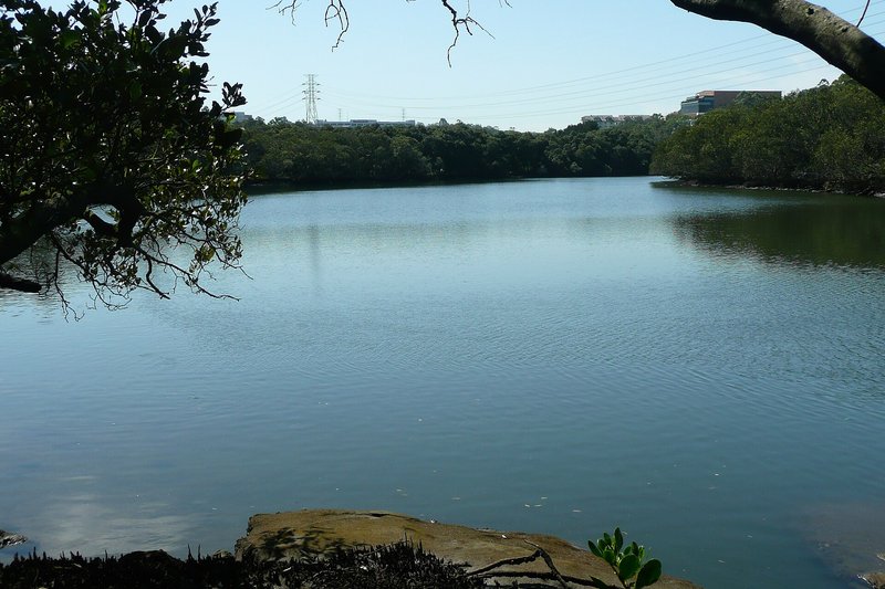 The Lane Cove River at East Ryde, with bushland along both banks