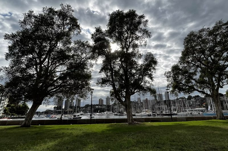 Fig trees on the lawn at Rushcutters Bay Park, on the Edgecliff waterfront