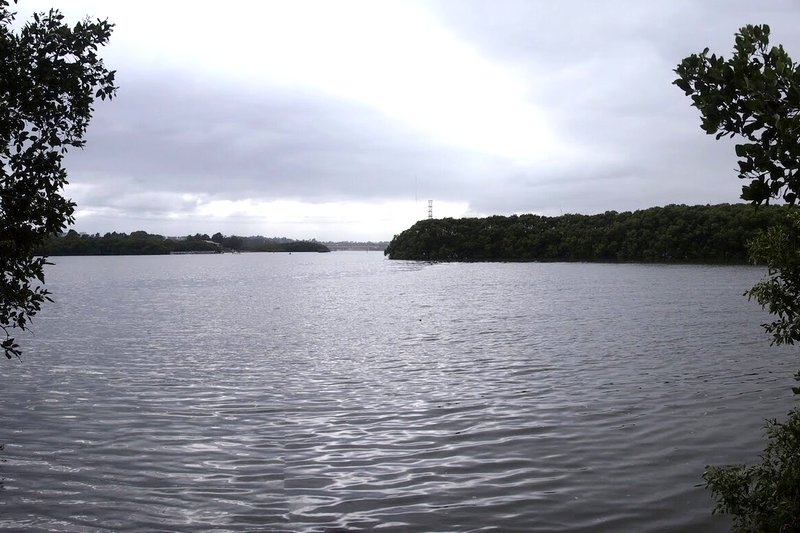 Ermington Bay from the nature pathway, with mangroves along the shore