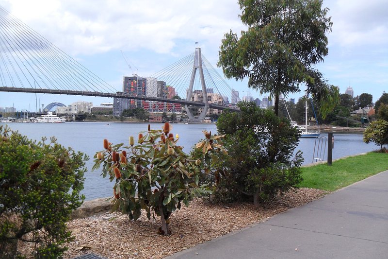 Banksias along the Glebe Point foreshore path, with the Anzac Bridge across the bay