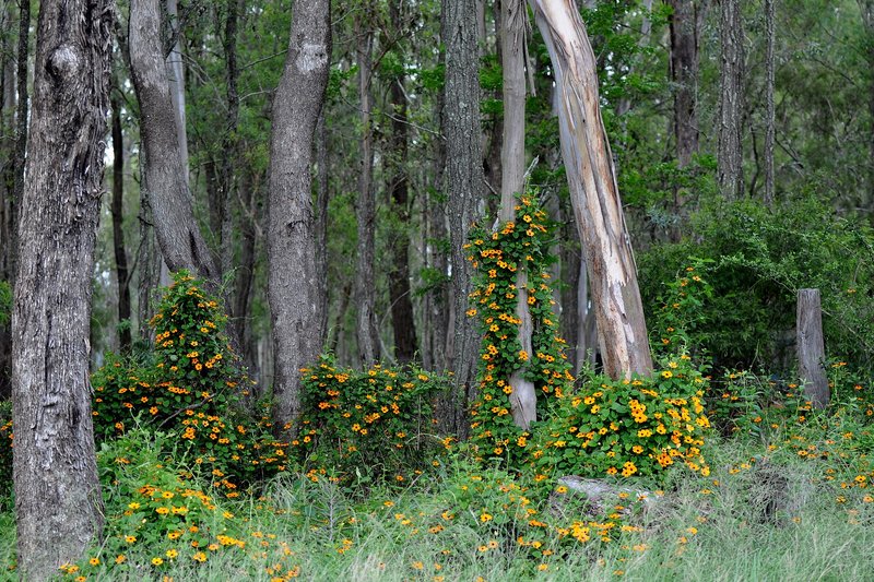 Flowering vines climbing through gum trees on a roadside at Glenorie