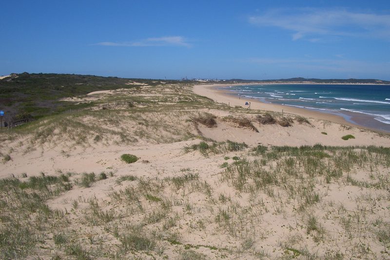 The dunes and grassed foreshore at Greenhills Beach looking north along the Cronulla sand