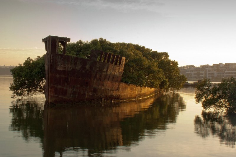 The mangrove-covered wreck of the SS Ayrfield in Homebush Bay at dawn, with the Wentworth Point apartments beyond