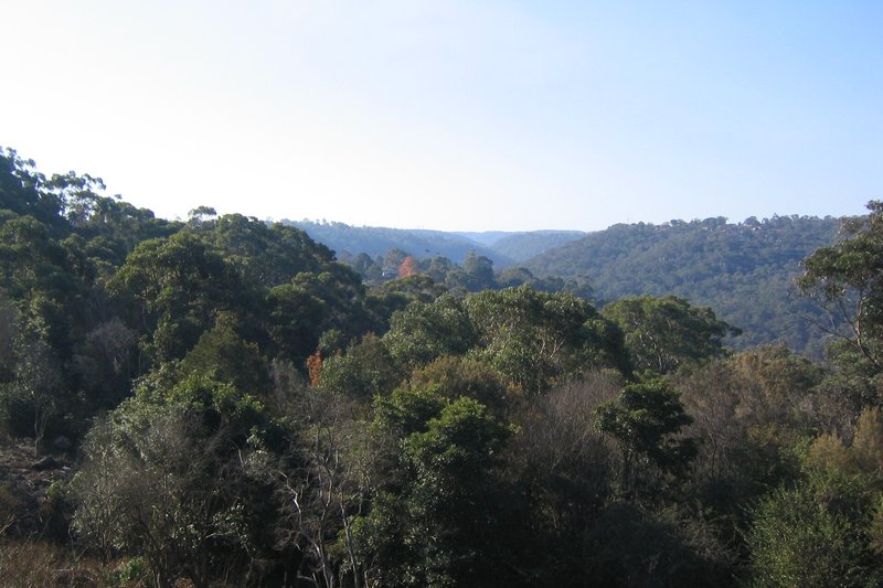 The view across bushland and the valley from Rofe Park at Hornsby Heights
