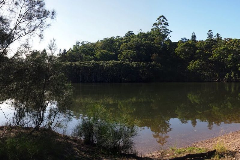 The bushland bank of the Lane Cove River bordering Lane Cove West