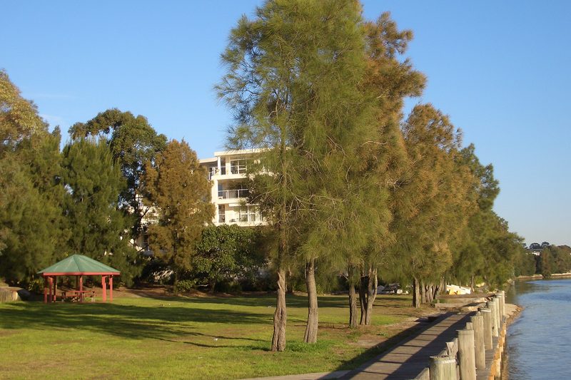 Wangal Reserve at Mortlake, with casuarinas along the river foreshore