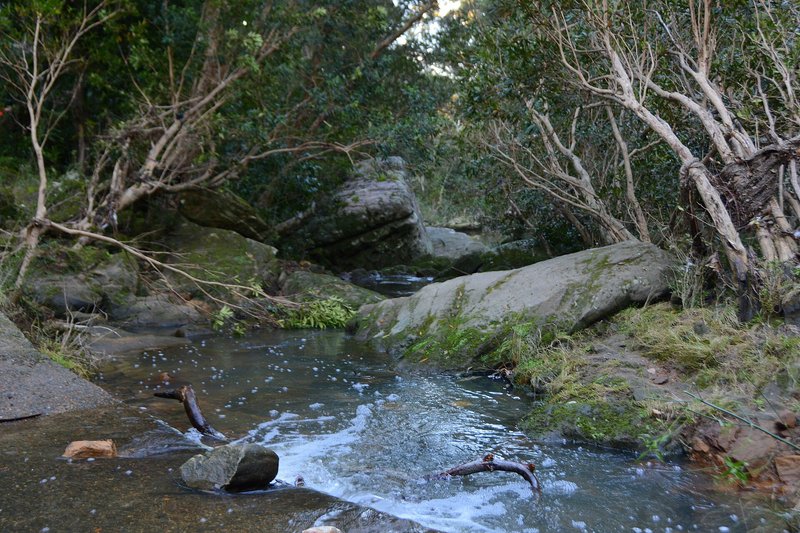 Devlins Creek running over sandstone through the bush at North Epping