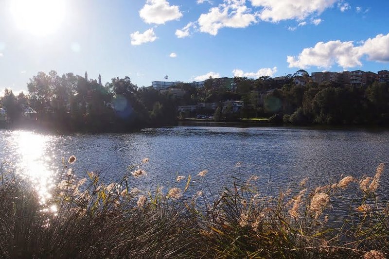 Reeds along the edge of Manly Lagoon with houses on the rise beyond