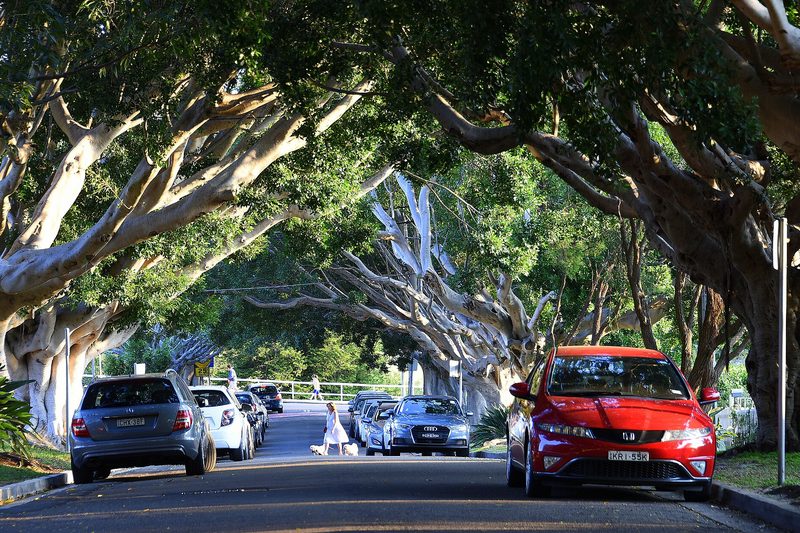 Manning Street, Queens Park, under a canopy of Moreton Bay figs