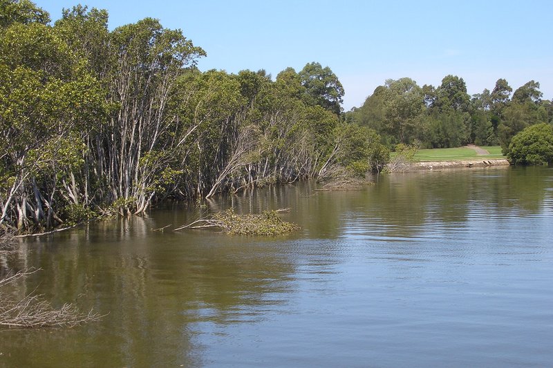 Mangroves along the Parramatta River at Rydalmere, with parkland on the far bank