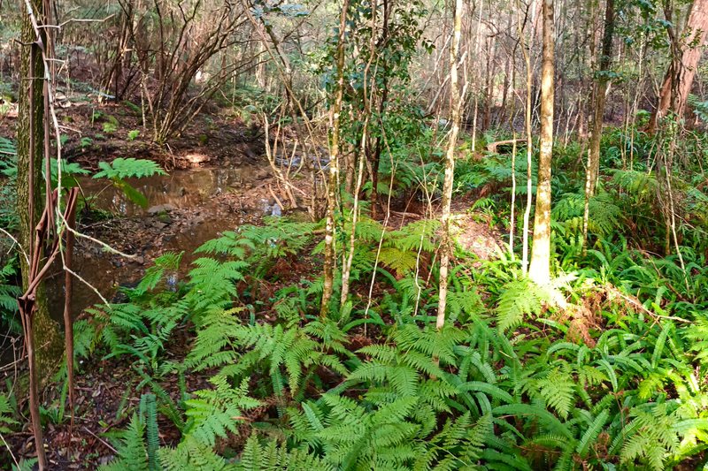 Ferns along a creek in Ku-ring-gai Chase National Park