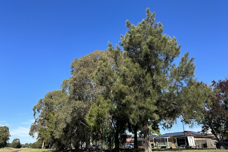 Eucalypts and casuarinas along the edge of Esperance Reserve, Wakeley