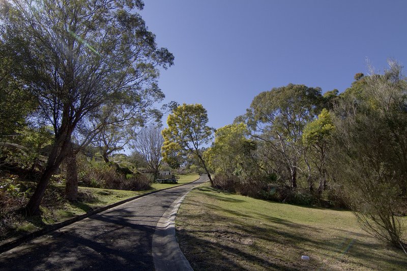 A quiet bush-lined road at Waterfall, with wattle in flower