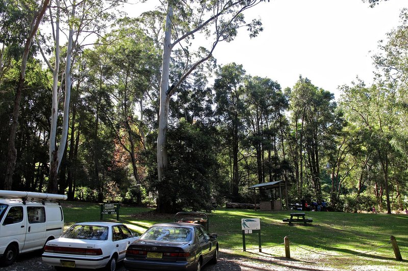 Tall gums over the picnic area at Cumberland State Forest, West Pennant Hills
