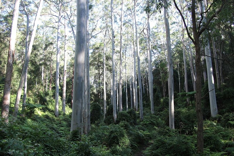 A track through tall blue gums and ferns in the forest at Westleigh