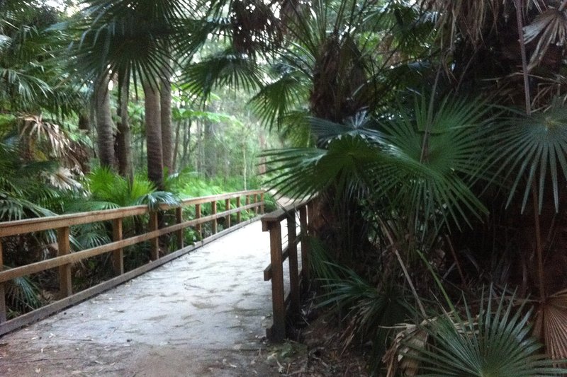 The boardwalk on the Narrabeen Lagoon Trail through palms at Wheeler Heights